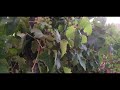 White grapes in vineyard at Sunset 🍇| #Shorts #Sunset #Nature #Relaxingmusic #Vineyard #Grapes