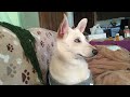 Yuka, Carolina Dog (7 mos), watched this entire 6+ minute video of other Carolina Dogs