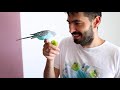 Leaving Budgies for two weeks Home Alone | Vlog