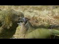 The Highly Intelligent New Zealand Alpine Parrot 🦜 | Smithsonian Channel