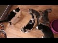 Full evening routine at Sanctuary house 1 | Cat videos to save cats