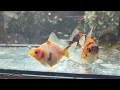 goldfish Mix Single tail