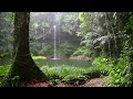 Go to Sleep w/ Rain Falling In Forest | Relaxing Gentle Rain Sounds for Sleeping Problems, Insomnia