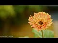 Amazing Colors of Spring 4K Nature Relaxation Film -  Natural Landscape - Relaxing Piano Music