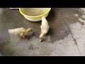 YOU LAUGH YOU LOSE😹Best Funny Animals Video 2024😻🐶Part 10