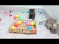 Try Not To Laugh Cats And Dogs Videos 😍 - Best Funniest Animals Video 2024 #5