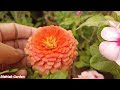 How To Grow And Care Zinnia Flower Plant | Zinnia Flower Plant Complete Care |Fertilizer UrduHindi