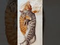 The Cute And Adorable Funny Cats 2024 || Nguu Tv @petsstar546