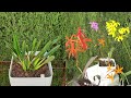 Stunning Rupicolous Laelias in Bloom | A Celebration of Minas Gerais Color & Diversity #ninjaorchids