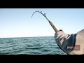 Fishing for Giant Amberjacks and Tuna on Oil Rigs