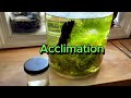 How To Grow Live Food for Guppies 🐟 Daphnia Culture Ecosystem in a Jar #aquarium #guppy #fishtank