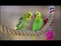 How to Gain Your Budgie's Trust | 6 Tips for Taming