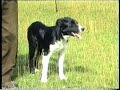 Sheepdog Training With Ted Hope Pt 1