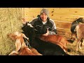 The Goat Feeding Guide