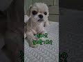 내 속마음을 다 알아버린 귀찮은 강아지! Nuisance puppy!