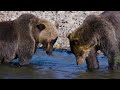 8K WILD ANIMALS: 8K Ultra HD Wildlife Documentary