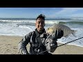 Keys to Catching Huge surf Perch