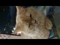 #Naughty #White #Cat #Short #Viral #Video