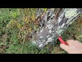 Rejuvenating An Old Plum Tree With Hard Pruning