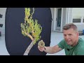 Corkscrew Willow Bonsai - Update & Light Trim