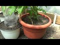 Plastic Bottle Drip Water Irrigation System with rope Very Simple and Fast