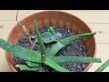 What Happens when You Overwater Aloe Vera Plant? It Becomes Unhealthy