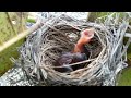 baby birds are very hungry in the dry season.bird eps 228
