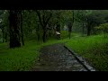 A forest path you want to walk on a rainy day, with the refreshing air and the sound of rain