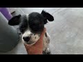 The Dog from the Accident tried to Escape! - Takis Shelter