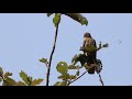 Oriental Honey Buzzard(Pernis ptilorhynchus) Regional Name: मोहोळ घार/मधुहन