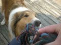 Rough Collie, Savannah playing with rope.AVI