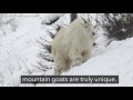 Mountain Goats Aren’t Actually Goats | National Geographic