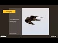 Life History of the Black Falcon with Dr. Steve Debus