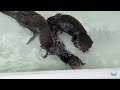 How A Baby Otter Learns To Swim