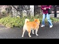 EARLY KAWAZU SAKURA PINK IN JAPAN SIGHT SEEING WITH SHIBA DOG