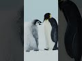 Ever Hungry Penguin Chicks | Vertical Video
