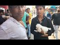 Galiff Street Pet Market Kolkata | Dog Puppy Price Update | Dog | dog market kolkata | Dog Price