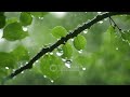 Ambient Sounds for Relaxation | Ambient Music and Rain Sounds for Relaxation and Wellness 🌧️