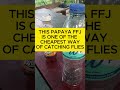 PAPAYA FERMENTED FRUIT JUICE l THE CHEAPEST AND EFFECTIVE WAY OF CATCHING MORE FLIES AND FRUITFLIES
