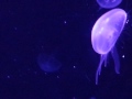 Pittsburgh Zoo- Jelly Fish