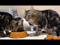 The hungry kitten's reaction to seeing its meal was too cute... | Compilation