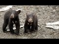 Black bears (with cubs) Valdez Alaska, 2013