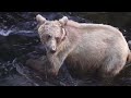 Brown Bear with cubs - Anan Creek, Tongass National Forest, Alaska
