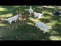 Weisse Schäferhund Welpen von dem weißen Golde