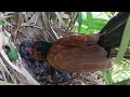 Cute baby bird waiting for the food.