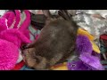 Baby beaver nap compilation