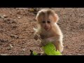 Very so Cute, poor baby monkey lying on the ground with his hands on his head, his face very sad