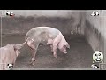 Cutest Animals Making Funny Sounds: Pig, Lynx, Wolf - Domestic Animal Videos
