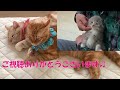 【猫との暮らし】おNEWのモフモフベッドGET！猫達の反応は？？【マンチカン】【スコテッシュフォールド】【保護猫】NEW Mofumofu Bed GET