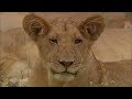 Manyari - A Lioness Risks Everything to Save her Cubs | Free Documentary Nature
